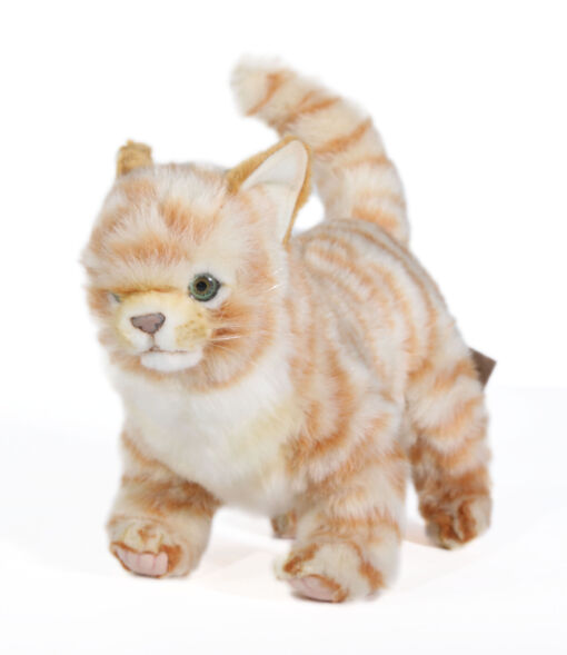 Mooie Goudgele Kitten staand rood  30 cm kopen