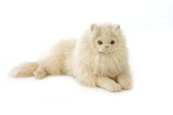 Mooie XL Creme Cyperse kat liggend knuffel  70 cm kopen