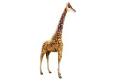 Mooie XL Licht bruine Giraffe decoratie  240 cm kopen