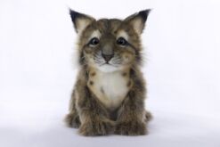 Mooie Witte Lynx welp  19 cm kopen