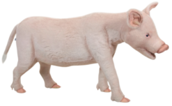 Mooie Animatronic Jong Varken kopen