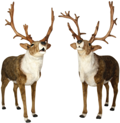 Mooie Animatronic Duo Nordic Rendieren – 165 cm H. kopen