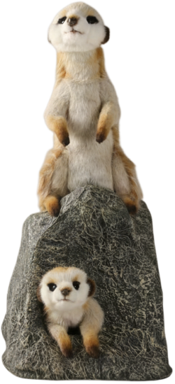 Mooie 2 Stokstaartjes spelend op Rots kopen