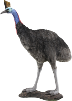 Mooie Animatronic Kasuaris – 205 cm H. kopen